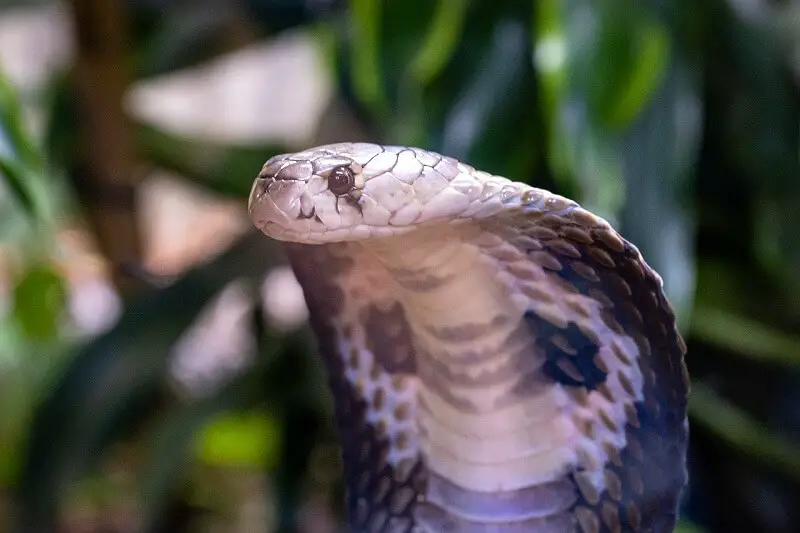 Los 9 animales más peligrosos de China: animales mortales explorados