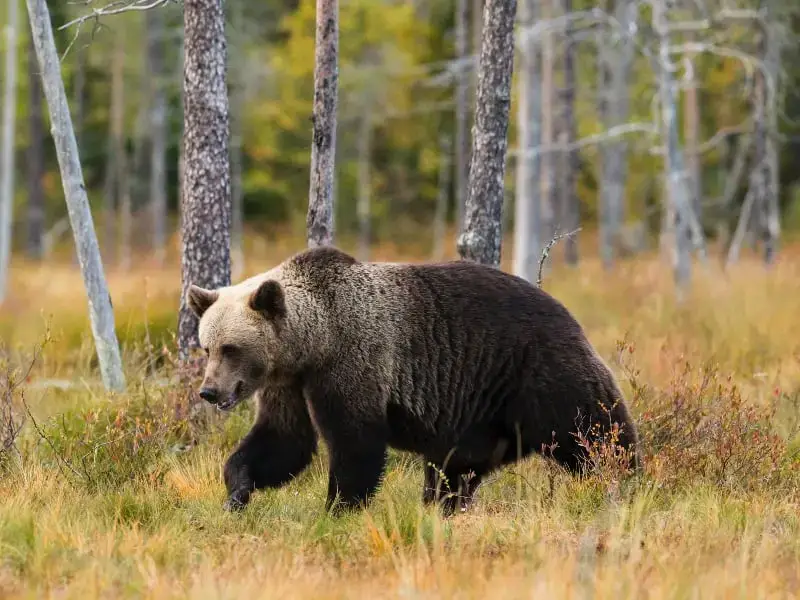 Los 9 animales más peligrosos de Turquía (Guía de vida silvestre)