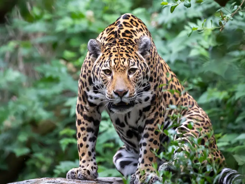 Los 9 animales más raros encontrados en la selva amazónica