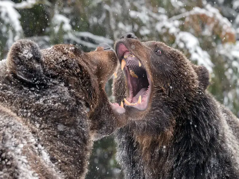 Los animales más peligrosos de América del Norte: 5 especies a evitar