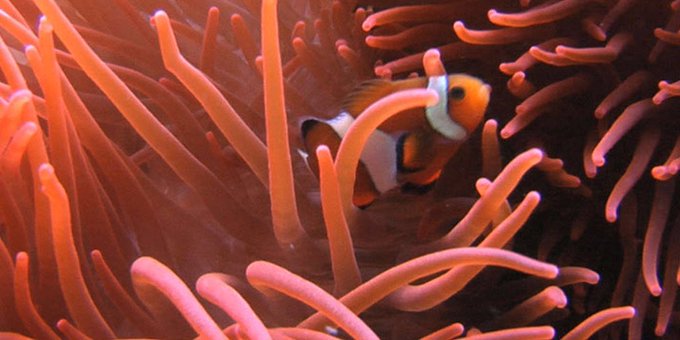 Los mejores lugares para bucear en Bali: ¡Islas Gili y más!