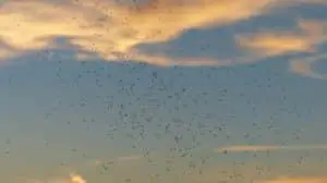 Mosquitos en Bali (Todo lo que necesitas saber)