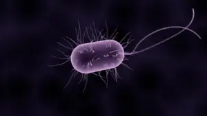 Mosquitos en Bali (Todo lo que necesitas saber)