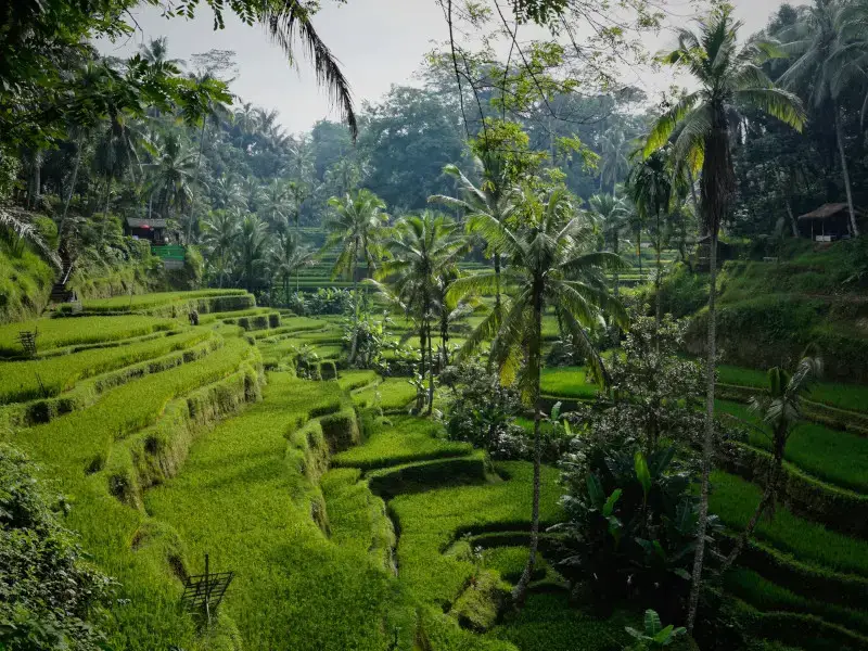Mosquitos en Bali: todo lo que debes saber