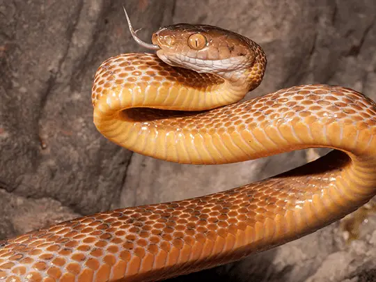 12 animales y criaturas fascinantes que encontrarás en Guam