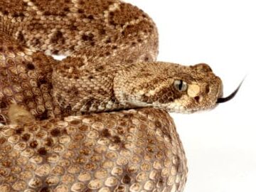 Especies en peligro de extinción de Arkansas