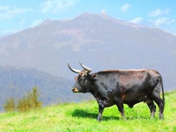 Vida silvestre en Bélgica - Tipos de animales belgas - Animales A-Z