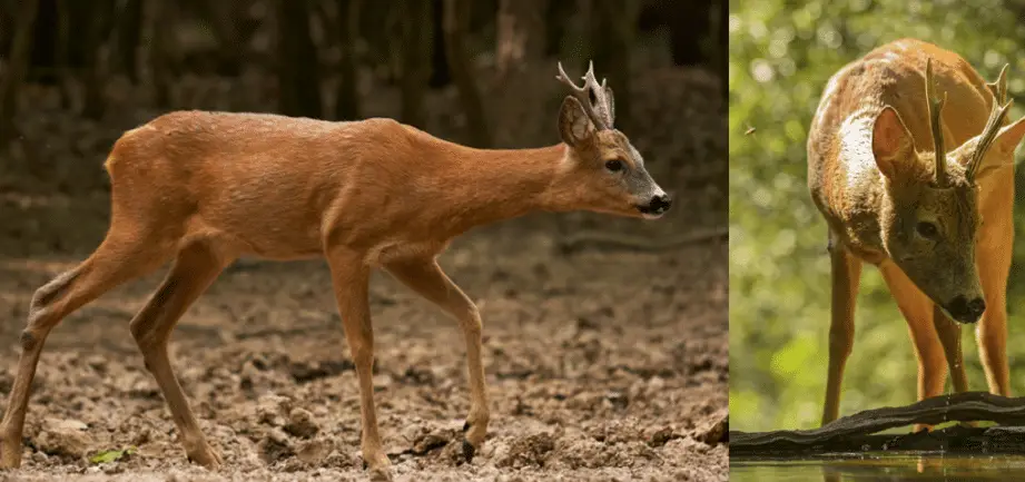 40 animales comunes encontrados en Bulgaria (2024) - Bird Watching HQ