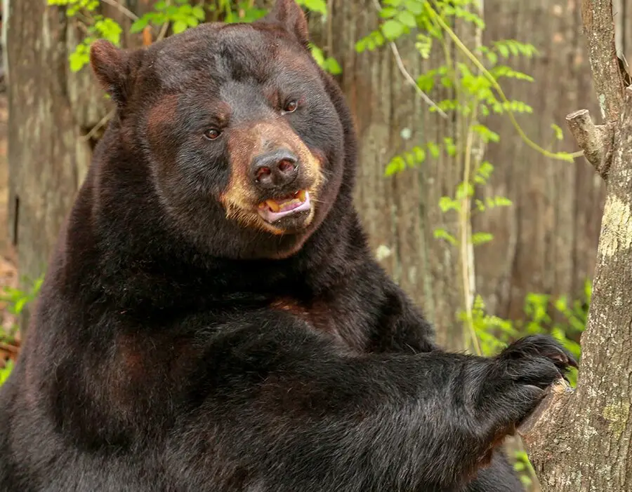 Guía completa de los animales más peligrosos de Florida - Mundo...