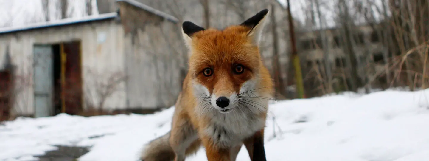 Los científicos todavía debaten el impacto de Chernobyl en la vida silvestre ...