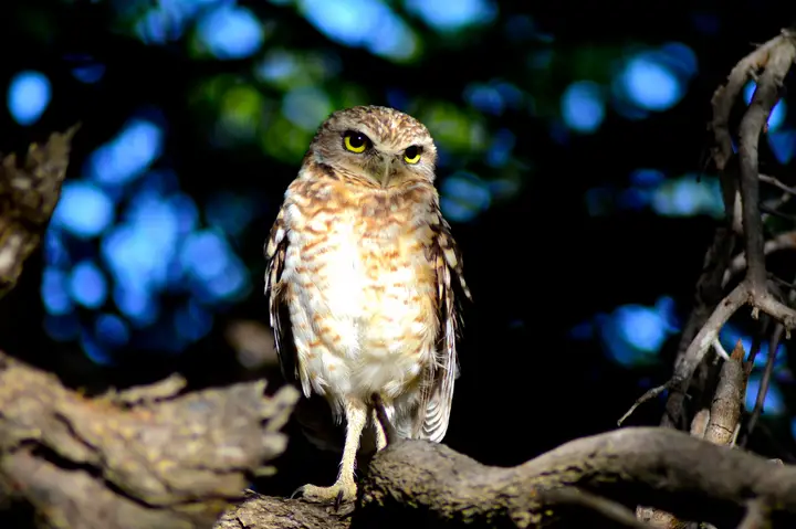 Descubre los animales de Aruba |