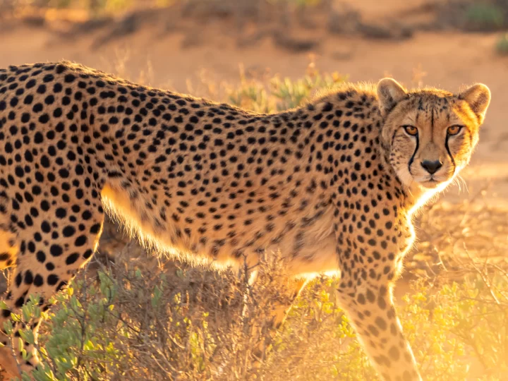 Animales del desierto de Irán: lista, información, fotos - IranDoostan