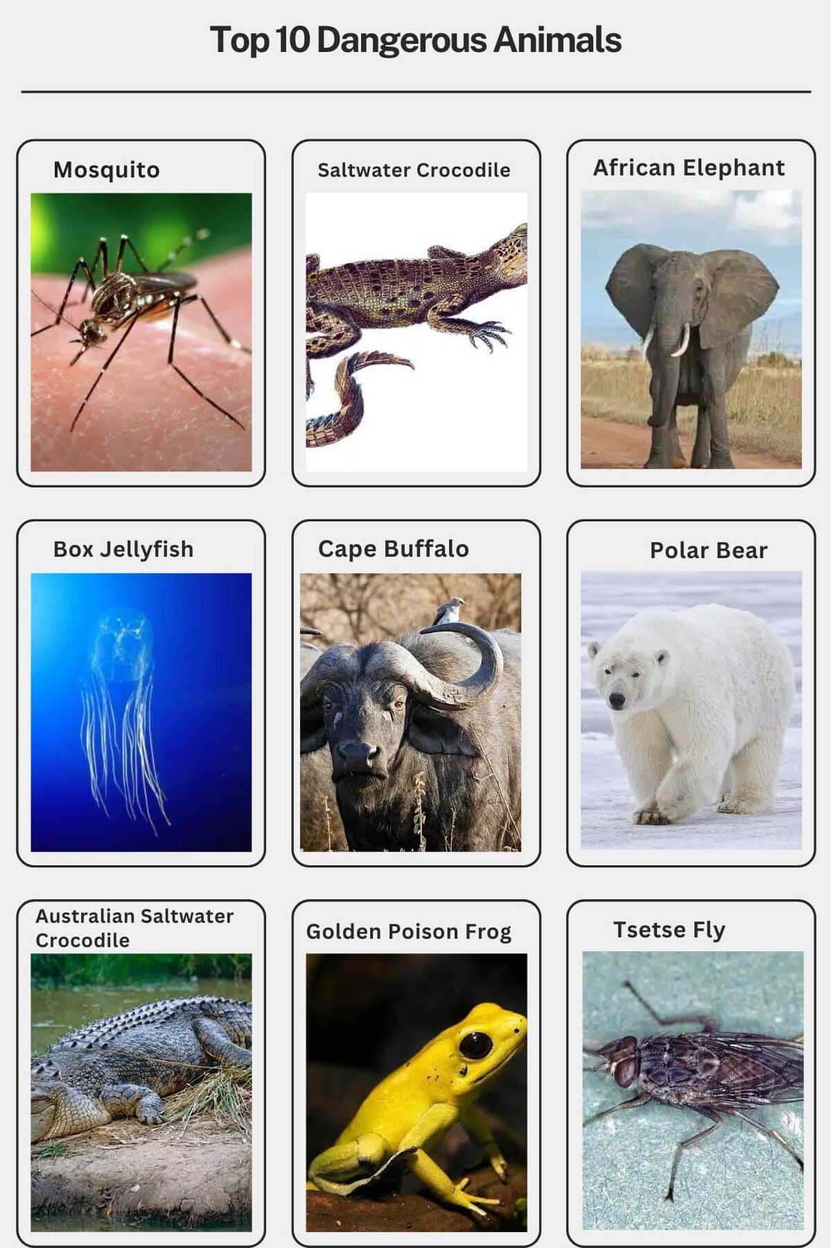 Los 10 animales más peligrosos - Revista Smore Science