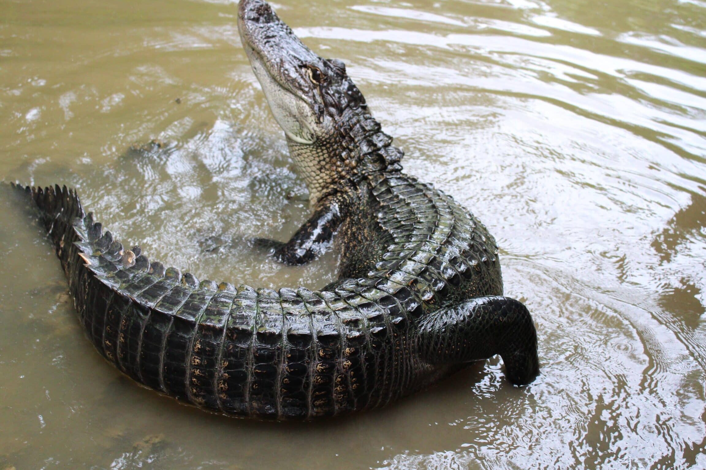 Diferentes animales salvajes de Luisiana que puedes ver en tu recorrido por el pantano - Blog