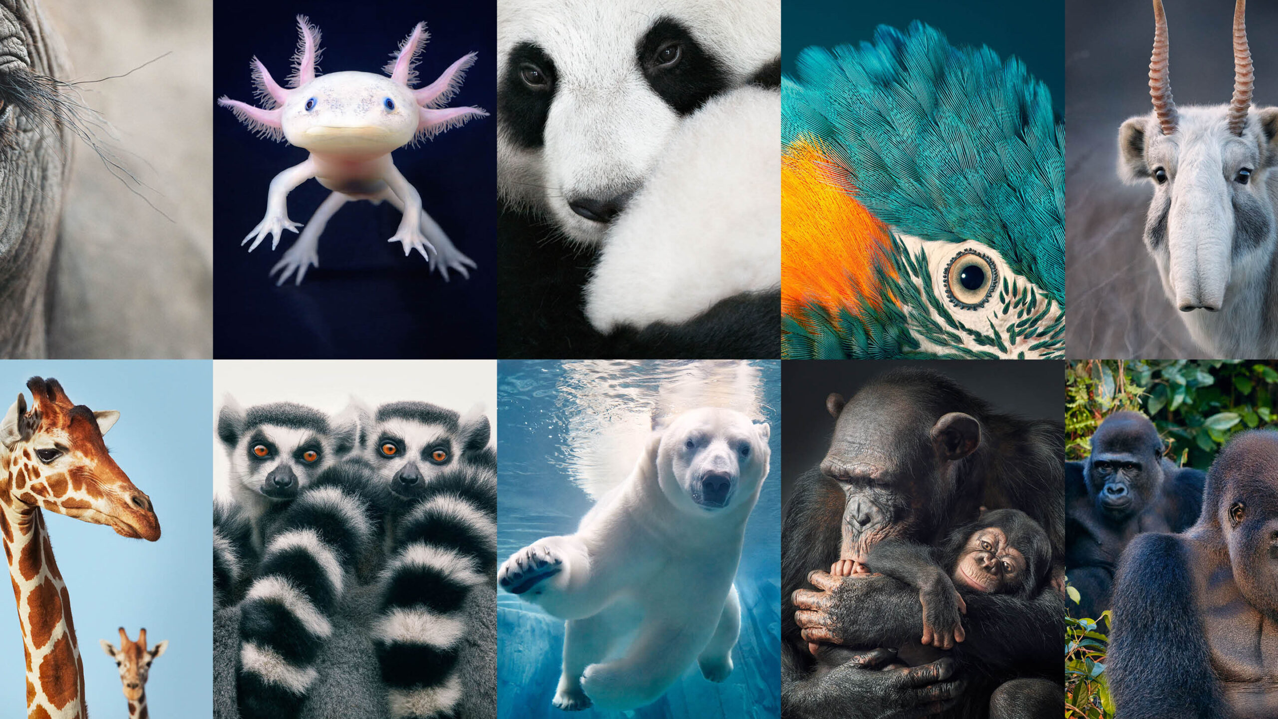 26 animales en peligro de extinción que debemos salvar ahora |