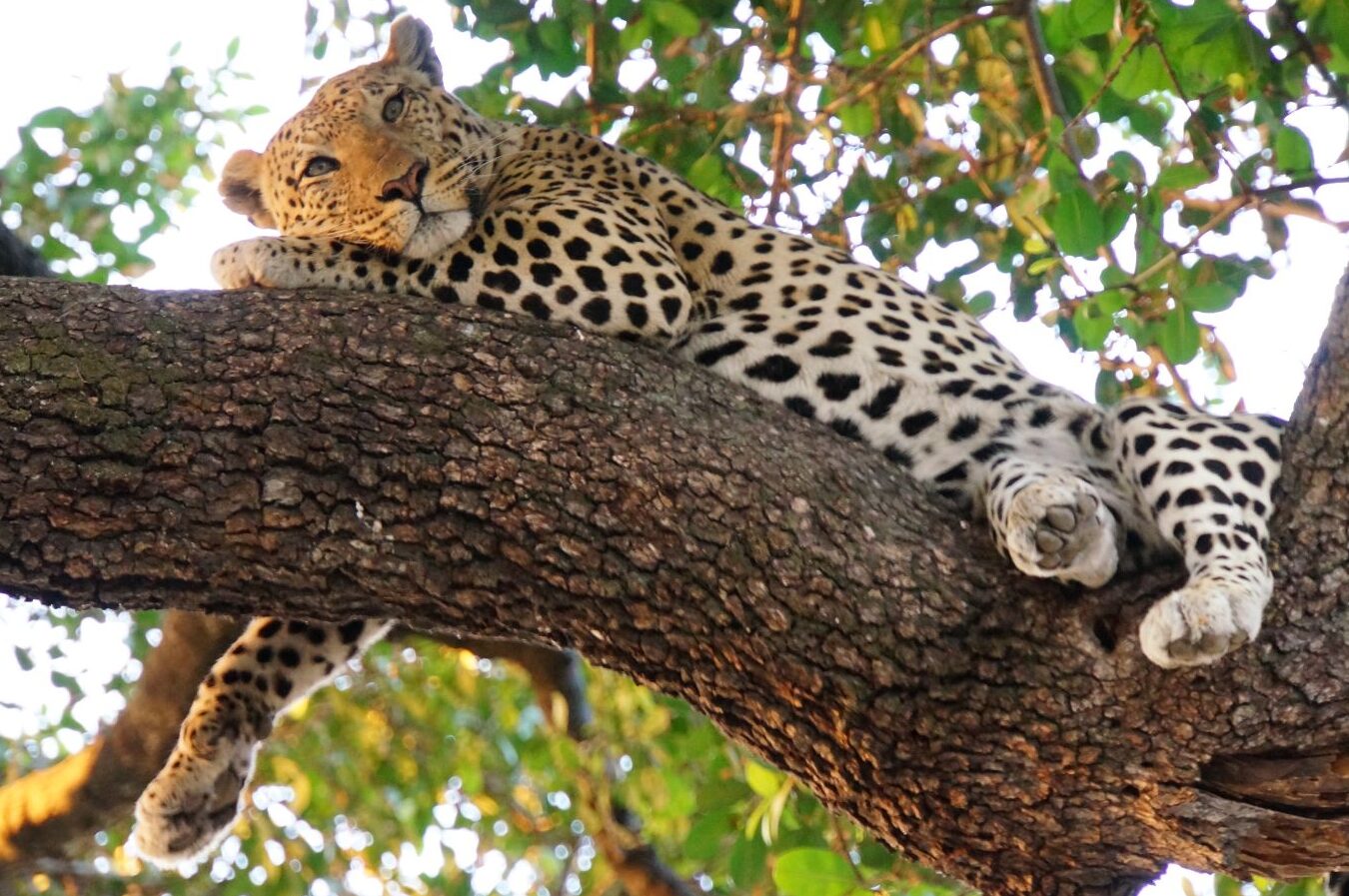 4 lugares para ver la vida salvaje en tu safari por África Oriental
