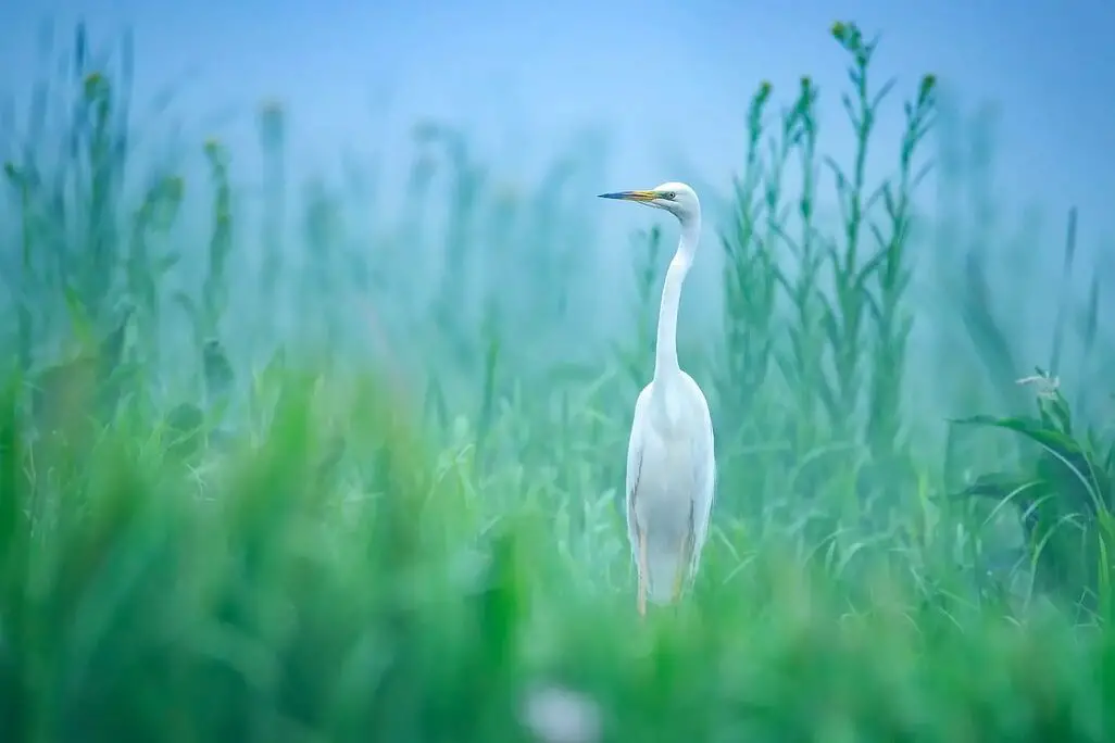 Fauna de Rumania