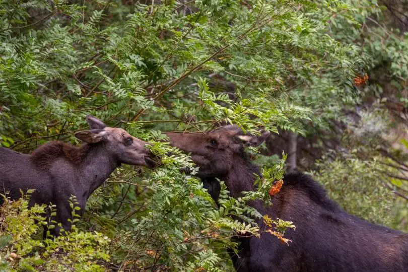 Vida silvestre en el valle de Utah |