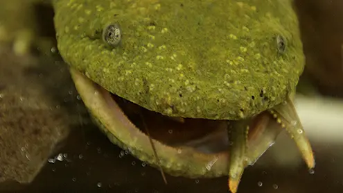 Las 5 criaturas más aterradoras de la bahía - Fundación de la Bahía de Chesapeake