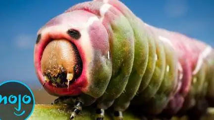 Los 10 insectos más extraños |
