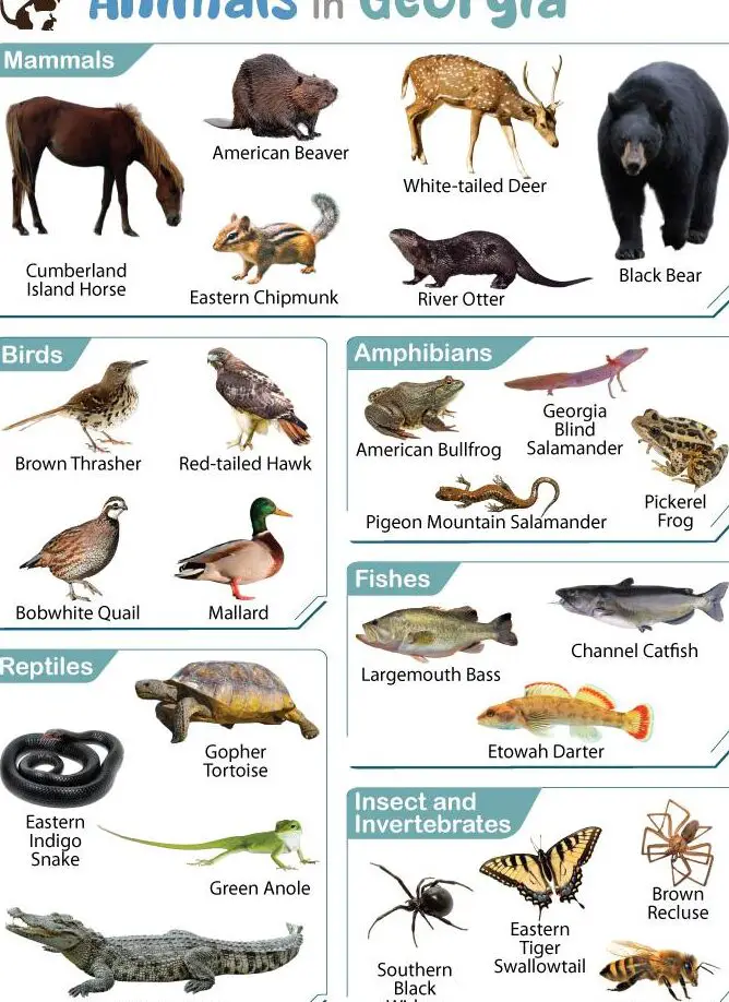 Lista de animales que viven en Georgia (con imágenes)