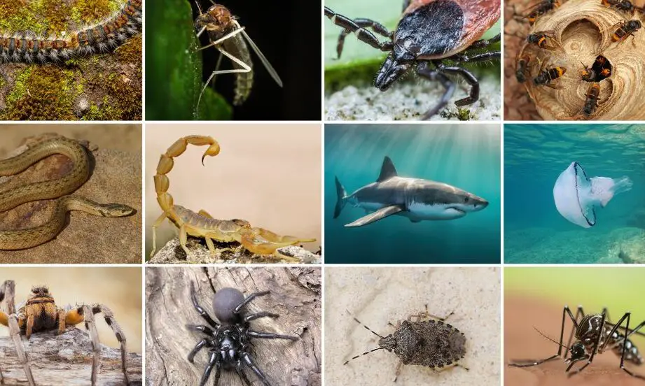 11 criaturas “peligrosas” en Cataluña |