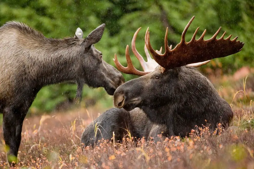 Animales - Noruega
