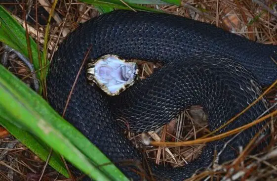 Los 16 animales más mortíferos de Carolina del Norte - The Trippy Life
