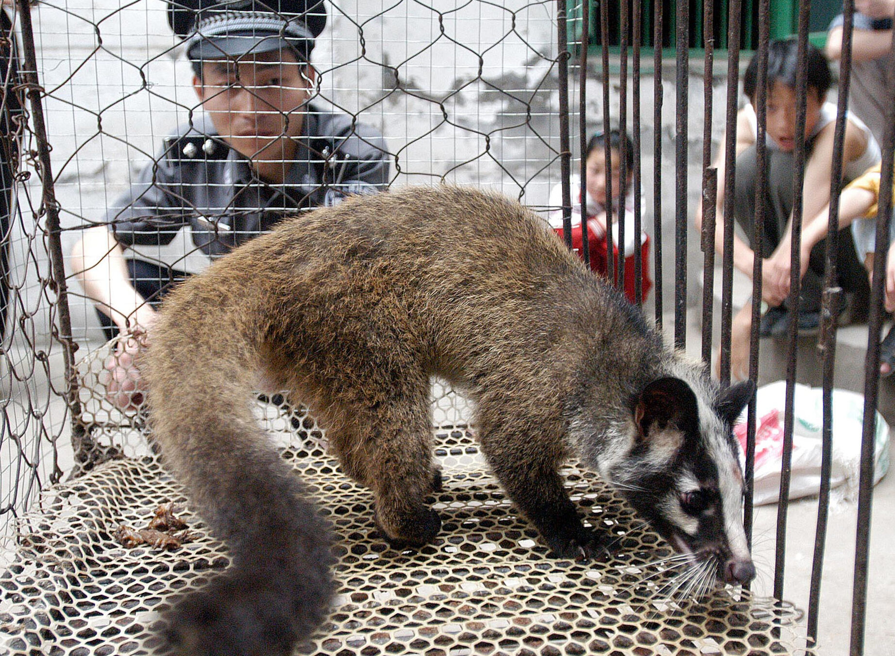 China prohíbe el comercio de vida silvestre por el brote de coronavirus - The ...
