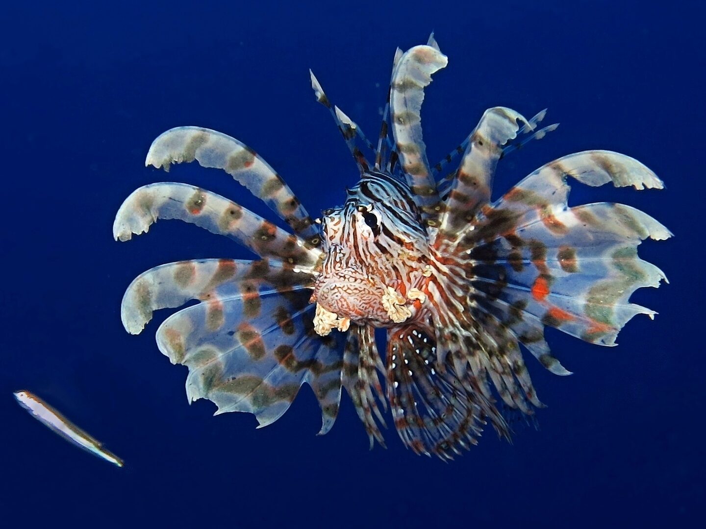Animales peligrosos del Mar Rojo |