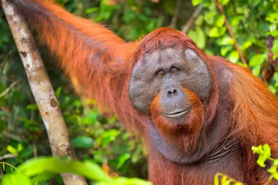 Extraña y maravillosa vida silvestre de la selva tropical de Borneo |