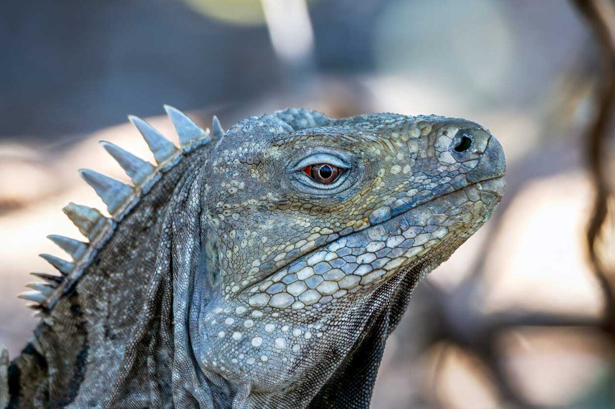 Vida Silvestre en República Dominicana · Visita República Dominicana
