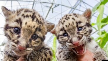 Vietnam salva animales en el 35% de los delitos contra la vida silvestre denunciados, según una ONG