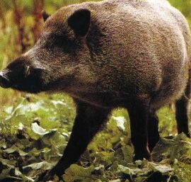 ¡Animales en Corea que pueden matarte!