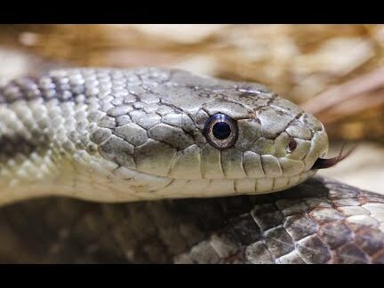 ONU-Espeluznante especie (serpiente rata negra) - YouTube