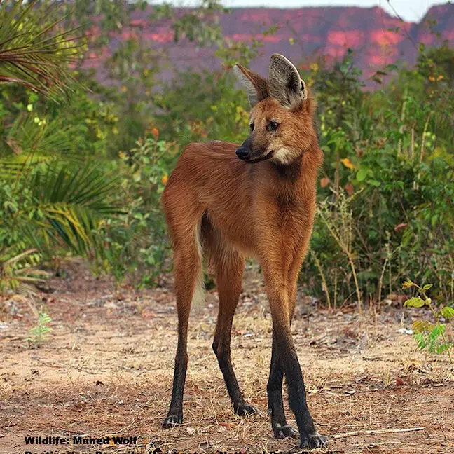 Dónde ver lobos en Italia: la guía definitiva 8 lugares mágicos para ver lobos en libertad — Destino: Wildlife™