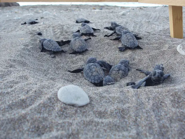 Tortugas Marinas Caretta Caretta - Cefalonia