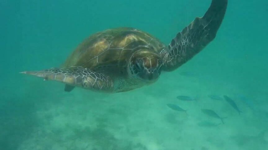 Mauricio: tour privado por lo más destacado del norte con nado con tortugas...