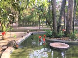 Por qué deberías (realmente) visitar Curitiba en Brasil - Mochila Verde