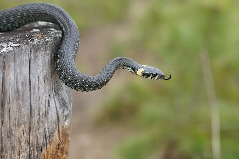 ¡Evita estas 8 serpientes venenosas en Carolina del Sur! Cómo estar seguro con las serpientes |