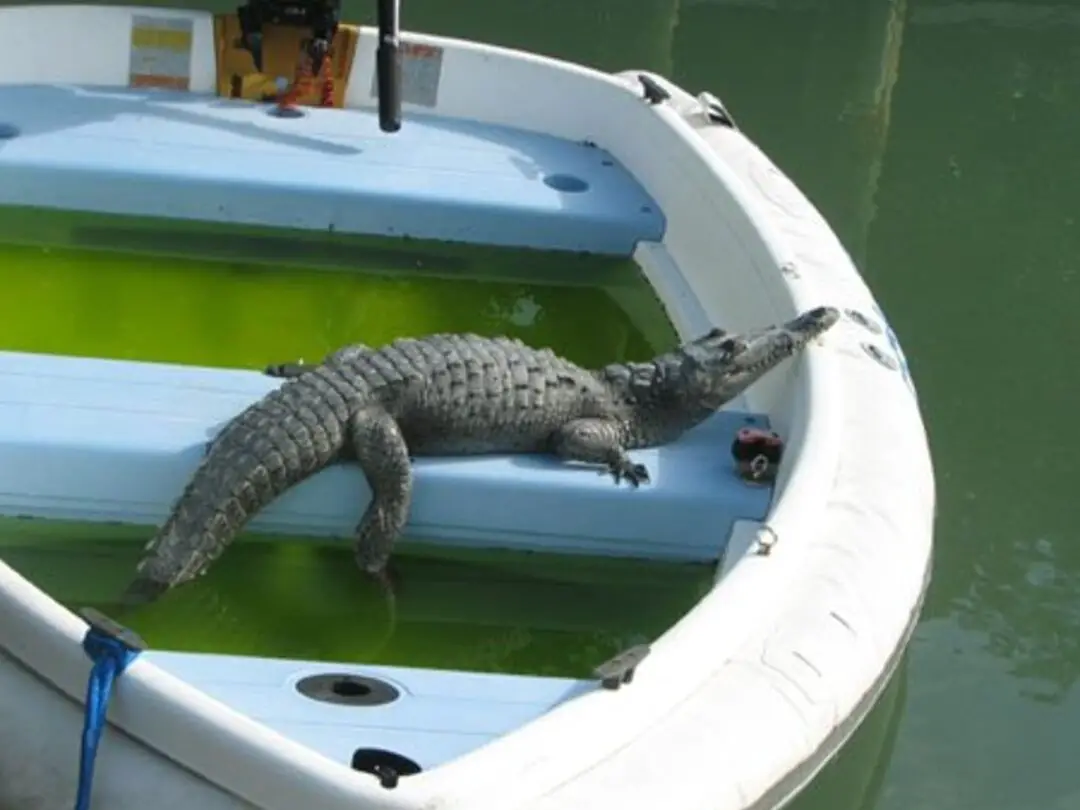 Criaturas espeluznantes de los Cayos de Florida - WanderWisdom