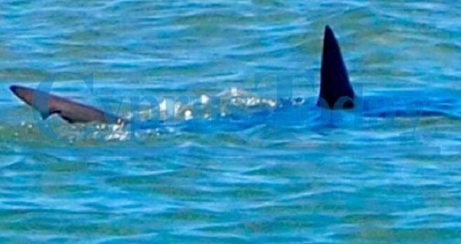 ¿Hay tiburones en Chipre? 7 especies a tener en cuenta Tiburón avistado en la bahía de Morphou |