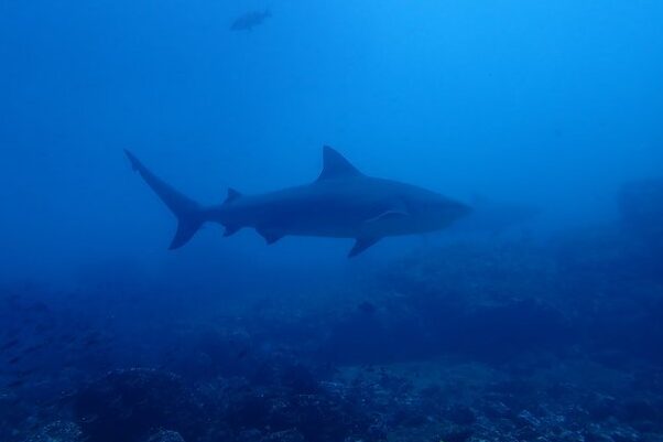 Buceo con tiburón toro en Tamarindo en Isla Murciélago 2024
