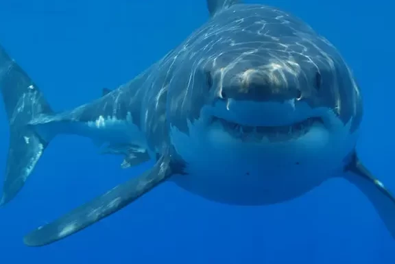 El ataque de tiburón de Hurghada y la peligrosidad de los tiburones del Mar Rojo - Egipto ...