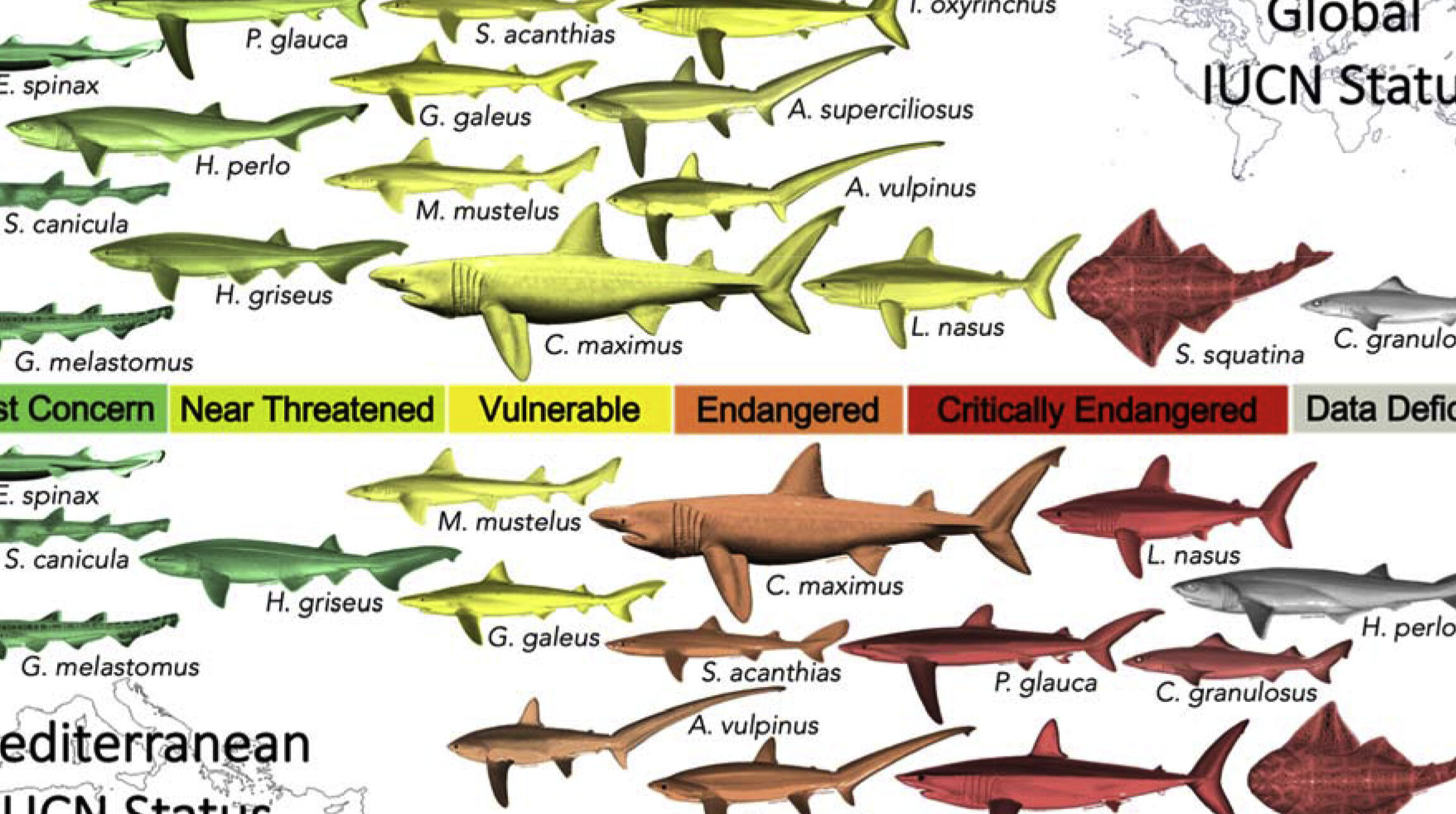 Escondido detrás de malos números: las estadísticas oficiales ocultan casi todos los tiburones ...