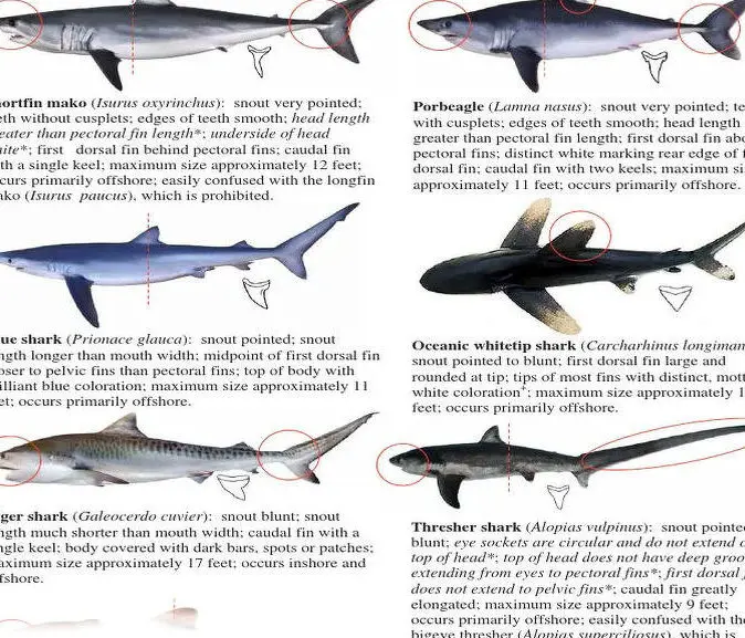 Tiburones de mar abierto: tiburones azules y tiburones oceánicos de punta blanca |