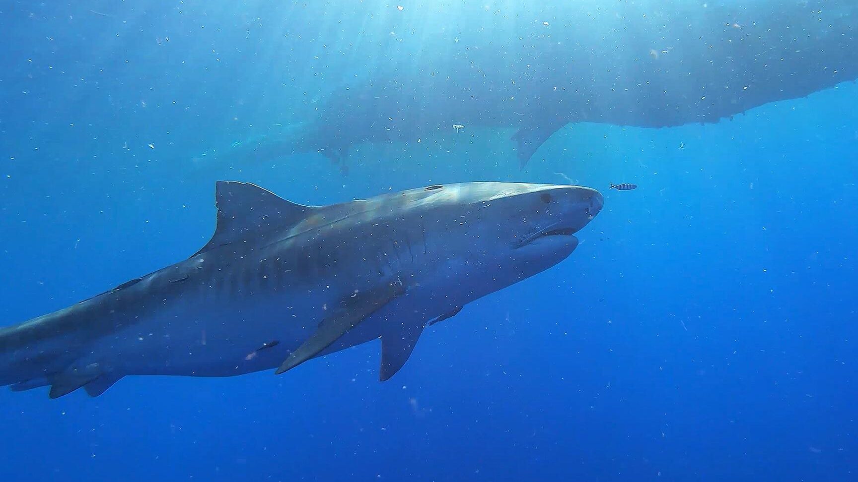 Tiburones de Hawaii |