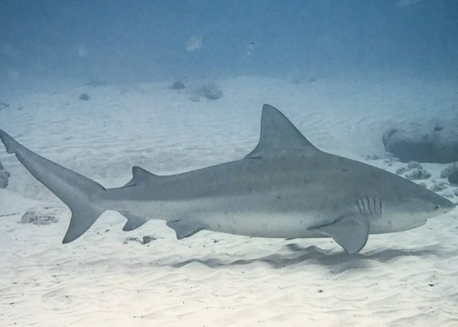 ¿Hay tiburones en Sicilia?