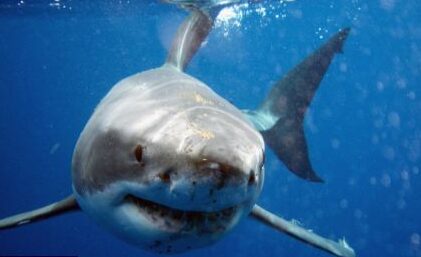 Grandes tiburones blancos en el Mediterráneo 'después de tomar el giro equivocado 450k...