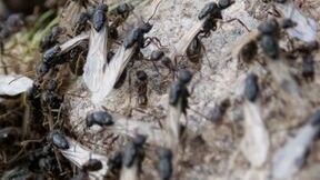 Las hormigas voladoras están a punto de enjambrarse este verano: utilice estos 5 consejos para...